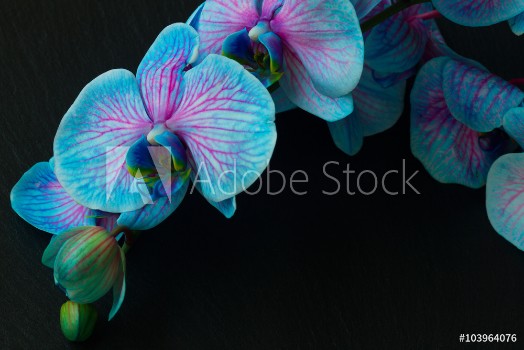 Picture of Bunch of violet orchids 